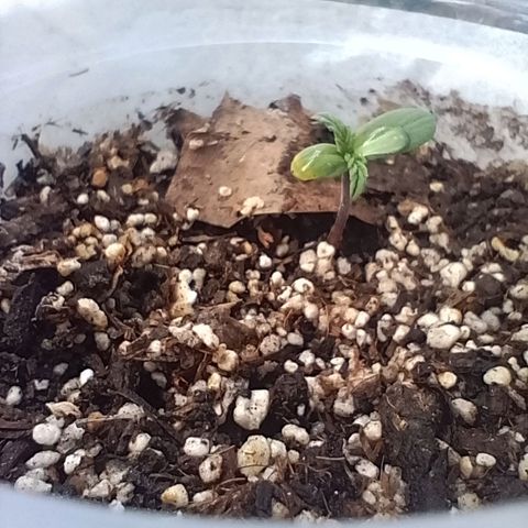 Pucho growlog timeline photo