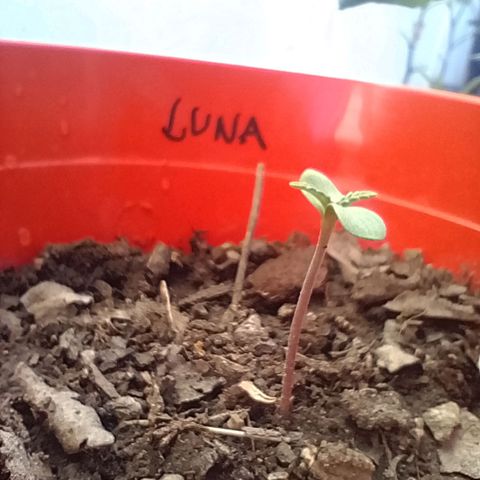 Luna growlog timeline photo