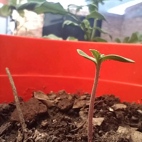 Luna growlog timeline photo