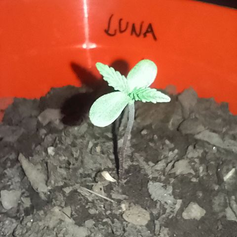 Luna growlog timeline photo