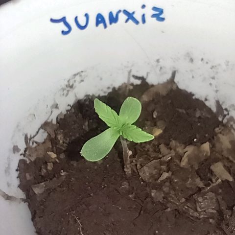 Juanxiz growlog timeline photo