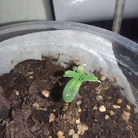 Luca growlog timeline photo