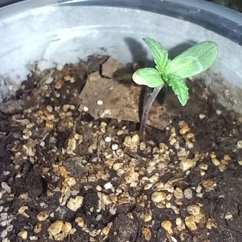 Pucho growlog timeline photo