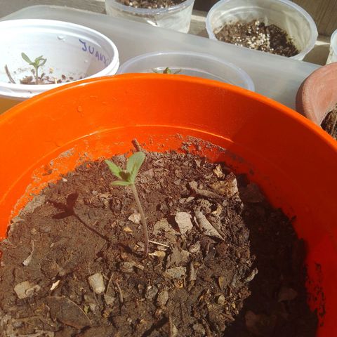 Luna growlog timeline photo