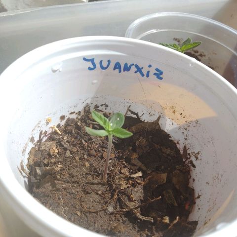 Juanxiz growlog timeline photo