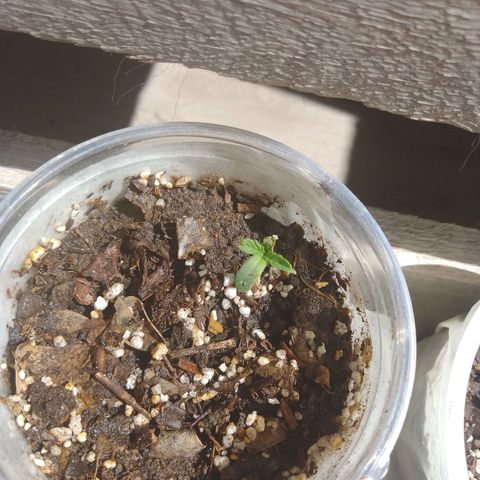 Luca growlog timeline photo