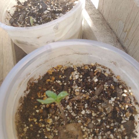 Pucho growlog timeline photo