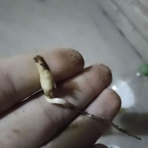 Juanxiz growlog photo: Sin querer rompí un pedazo de raíz bastante grande, espero que cause la muerte de la planta