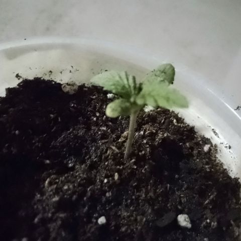 Pucho growlog timeline photo