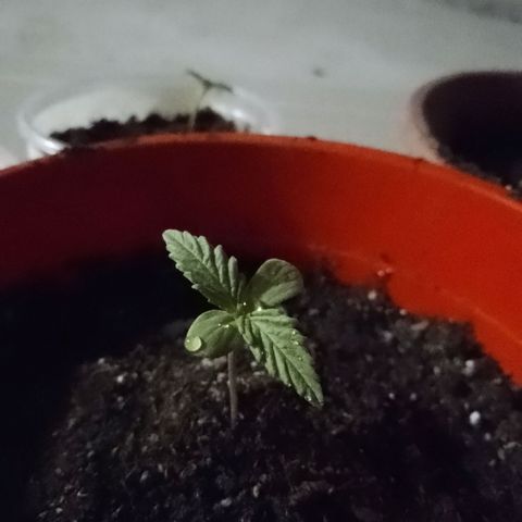 Luna growlog timeline photo