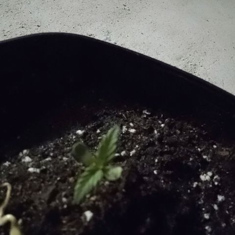 Juanxiz growlog timeline photo