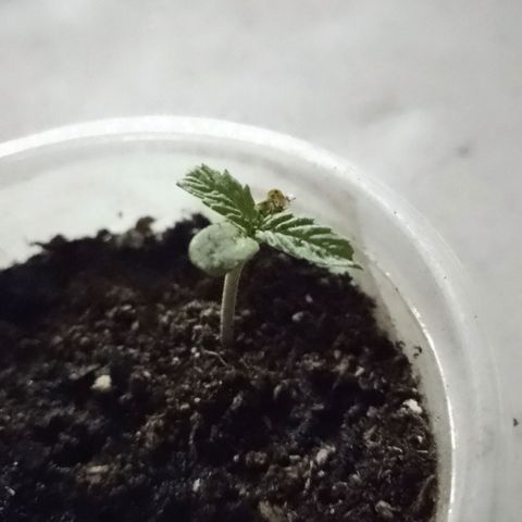 Luca growlog timeline photo