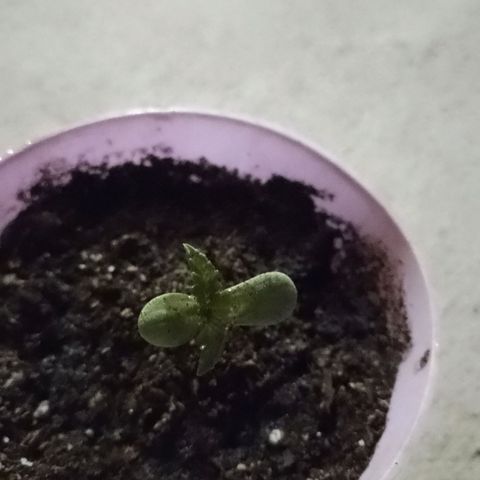 Jair17 growlog timeline photo