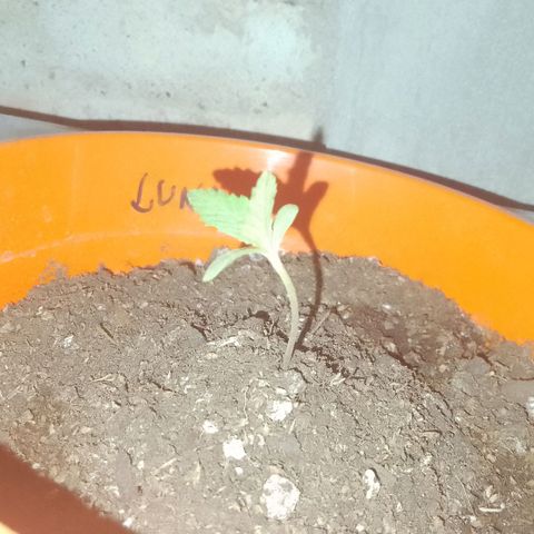 Luna growlog timeline photo