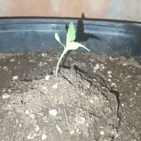 Juanxiz growlog timeline photo