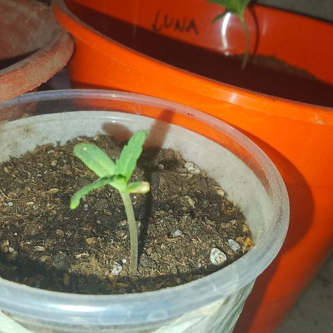 Luca growlog timeline photo