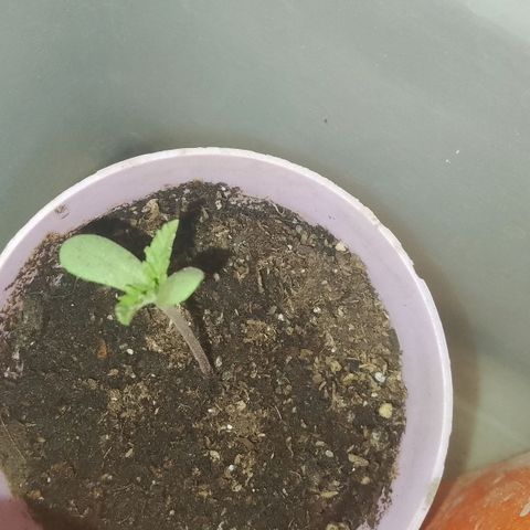 Jair17 growlog timeline photo
