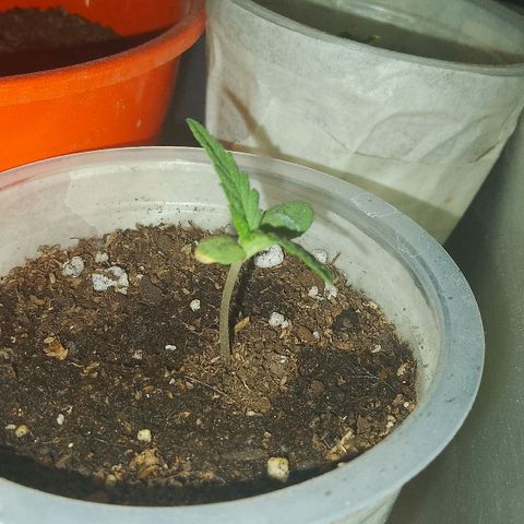Pucho growlog timeline photo