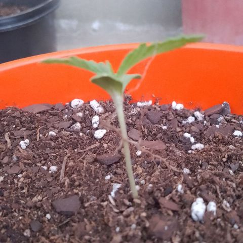 Luna growlog timeline photo