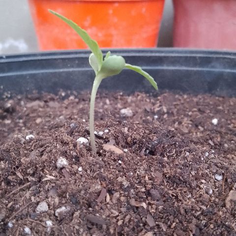 Juanxiz growlog timeline photo