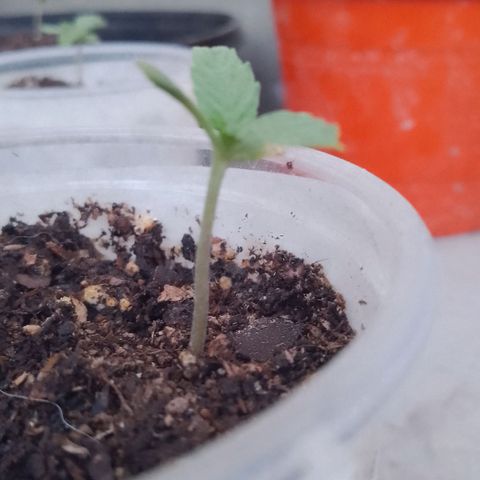 Luca growlog timeline photo