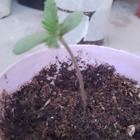 Jair17 growlog timeline photo