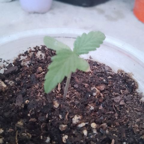 Pucho growlog timeline photo