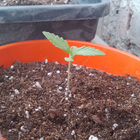 Luna growlog timeline photo