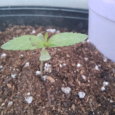 Juanxiz growlog timeline photo
