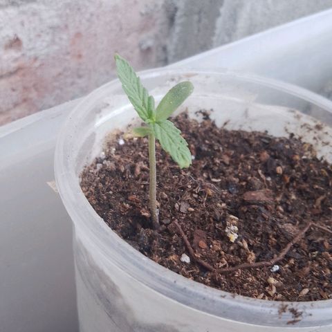 Luca growlog timeline photo