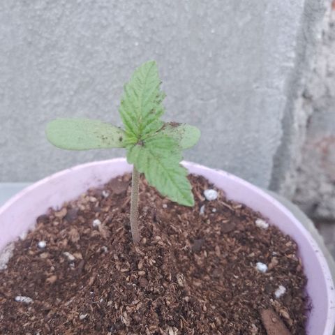 Jair17 growlog timeline photo