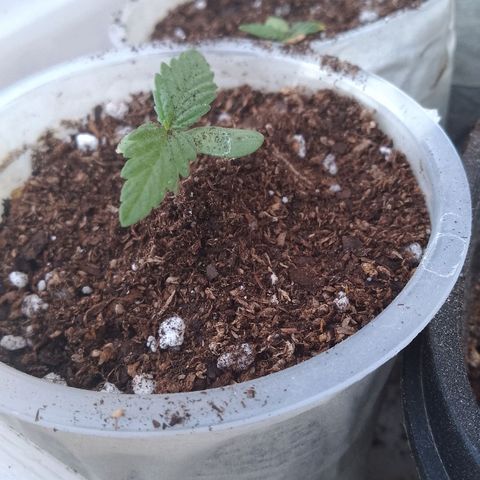 Pucho growlog timeline photo