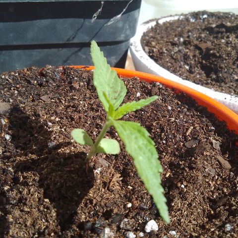 Luna growlog timeline photo