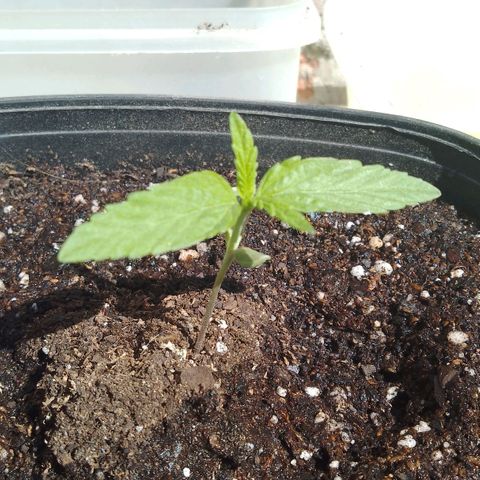 Juanxiz growlog timeline photo