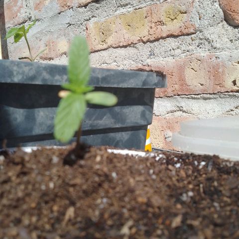 Luca growlog timeline photo