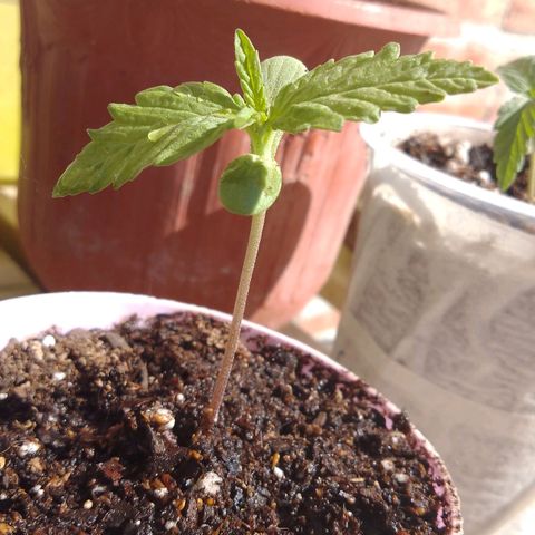 Jair17 growlog timeline photo
