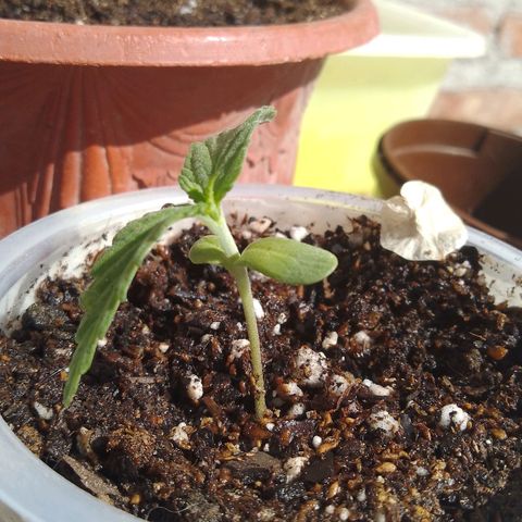 Pucho growlog timeline photo