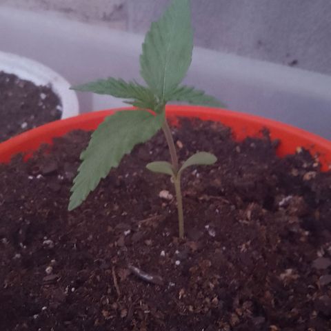 Luna growlog timeline photo