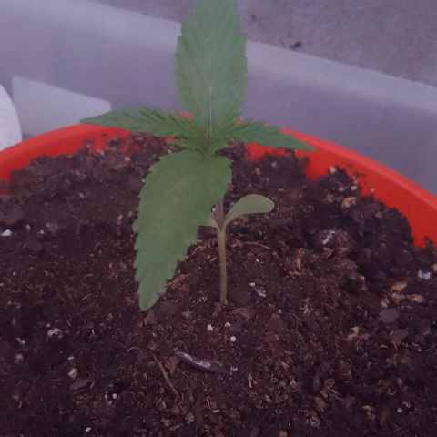 Luna growlog timeline photo