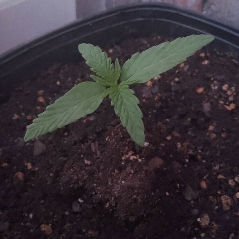 Juanxiz growlog timeline photo