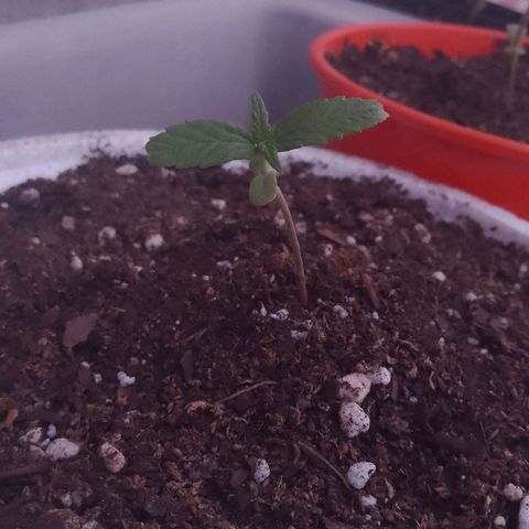 Luca growlog timeline photo