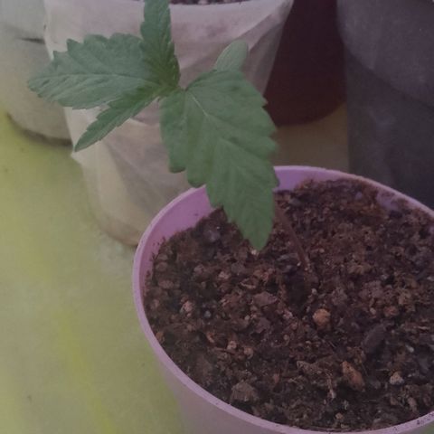 Jair17 growlog timeline photo