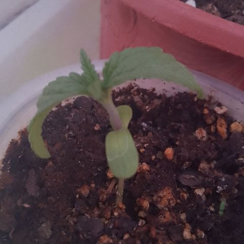 Pucho growlog timeline photo