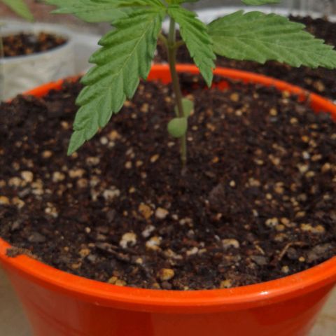 Luna growlog timeline photo