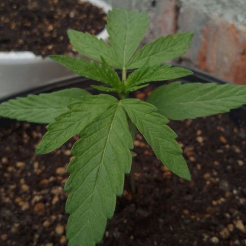 Juanxiz growlog timeline photo