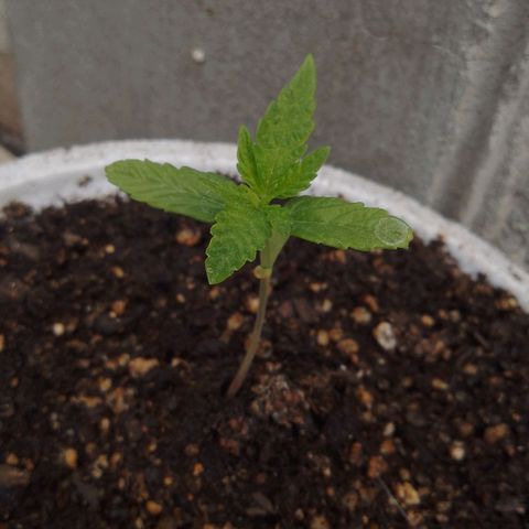 Luca growlog timeline photo