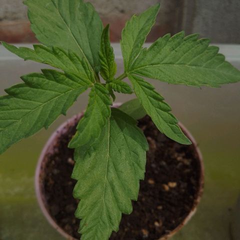 Jair17 growlog timeline photo