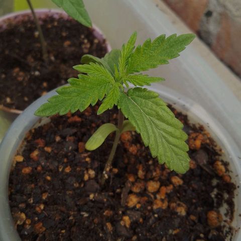 Pucho growlog timeline photo