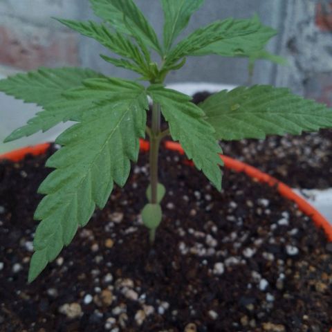 Luna growlog timeline photo