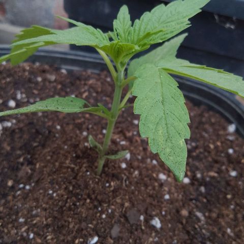 Juanxiz growlog timeline photo